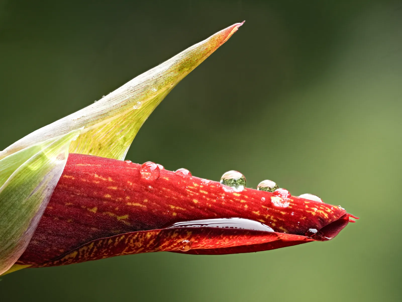 Gladiolus Dalenii plant in natural habitat - complete guide