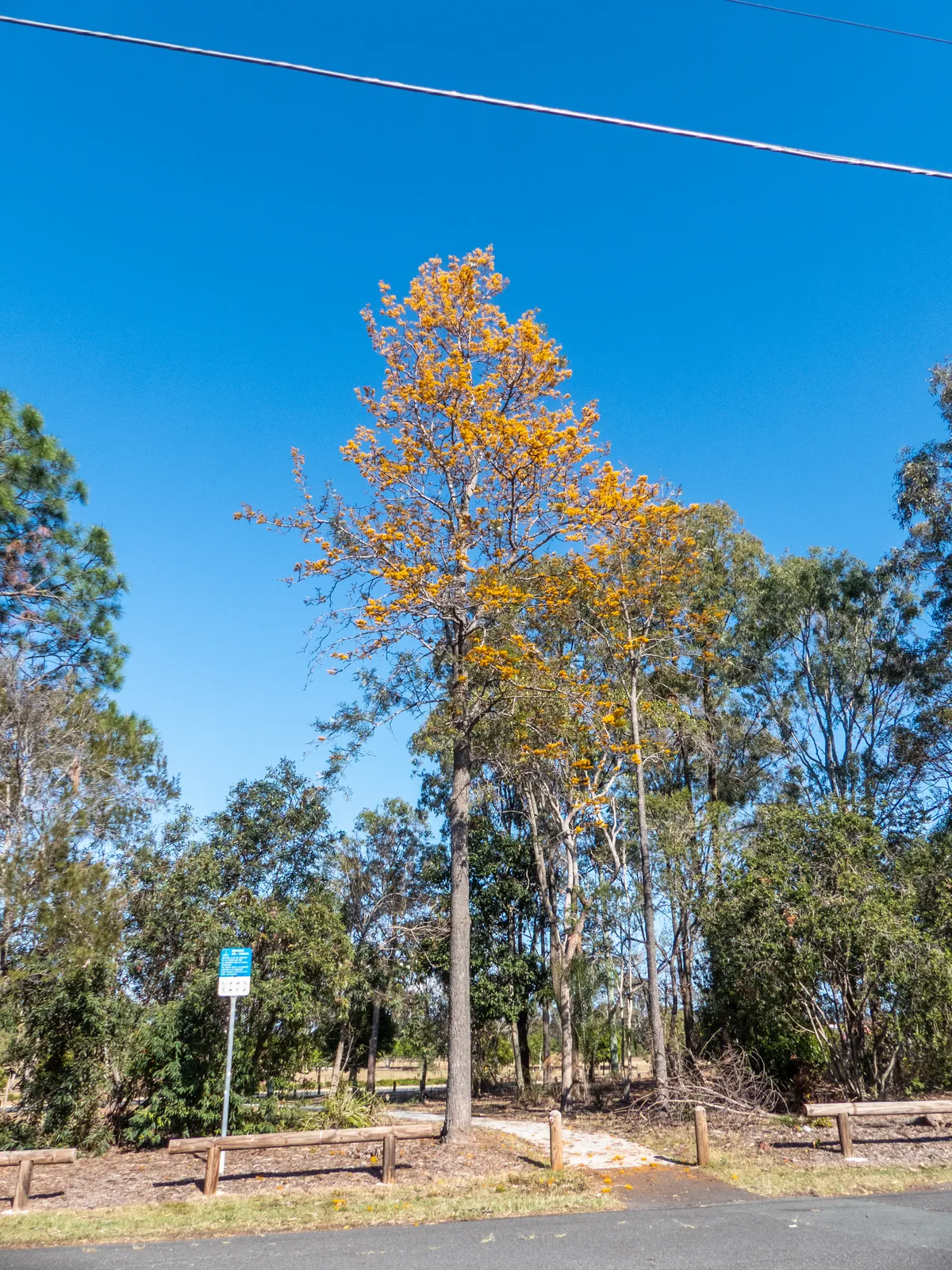 Grevillea Robusta Garden plant in natural habitat - complete guide