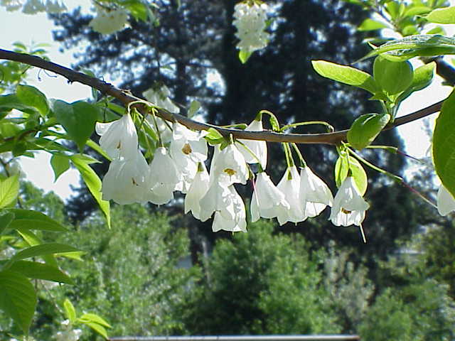 Halesia Carolina plant in natural habitat - complete guide