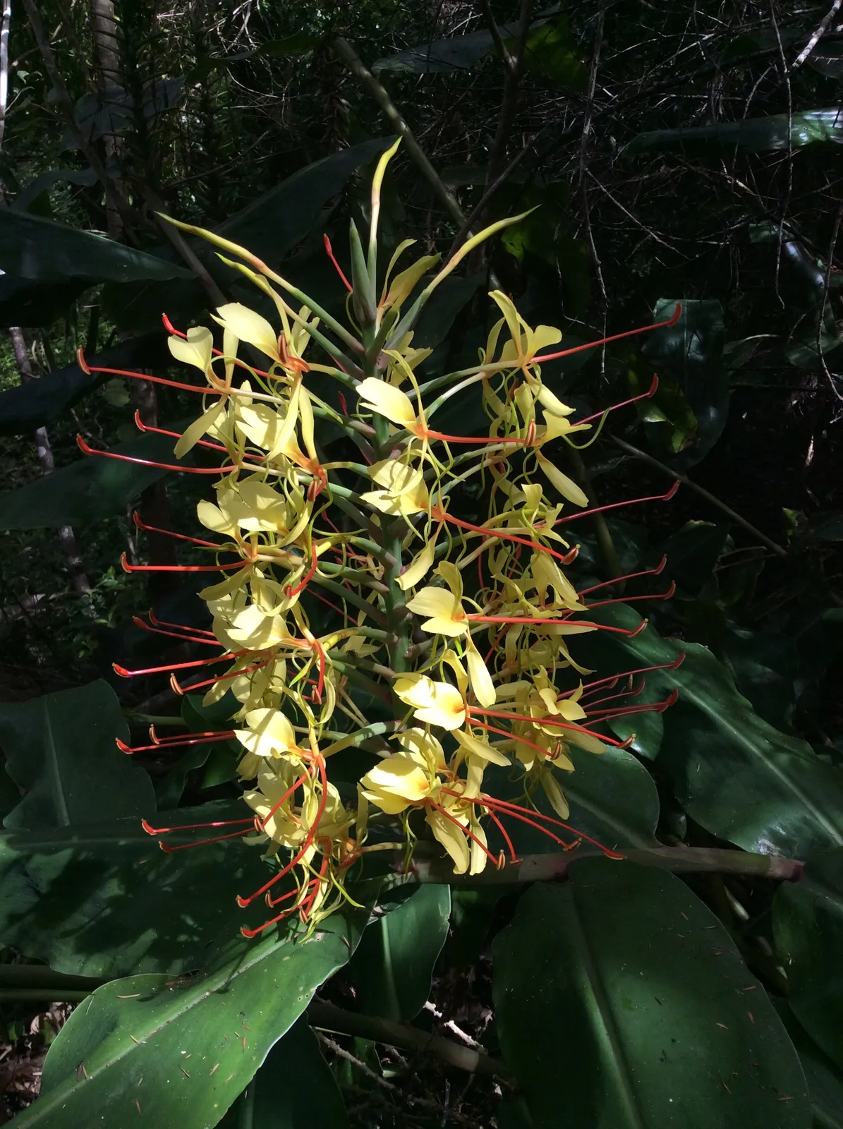 Hedychium Garden plant in natural habitat - complete guide