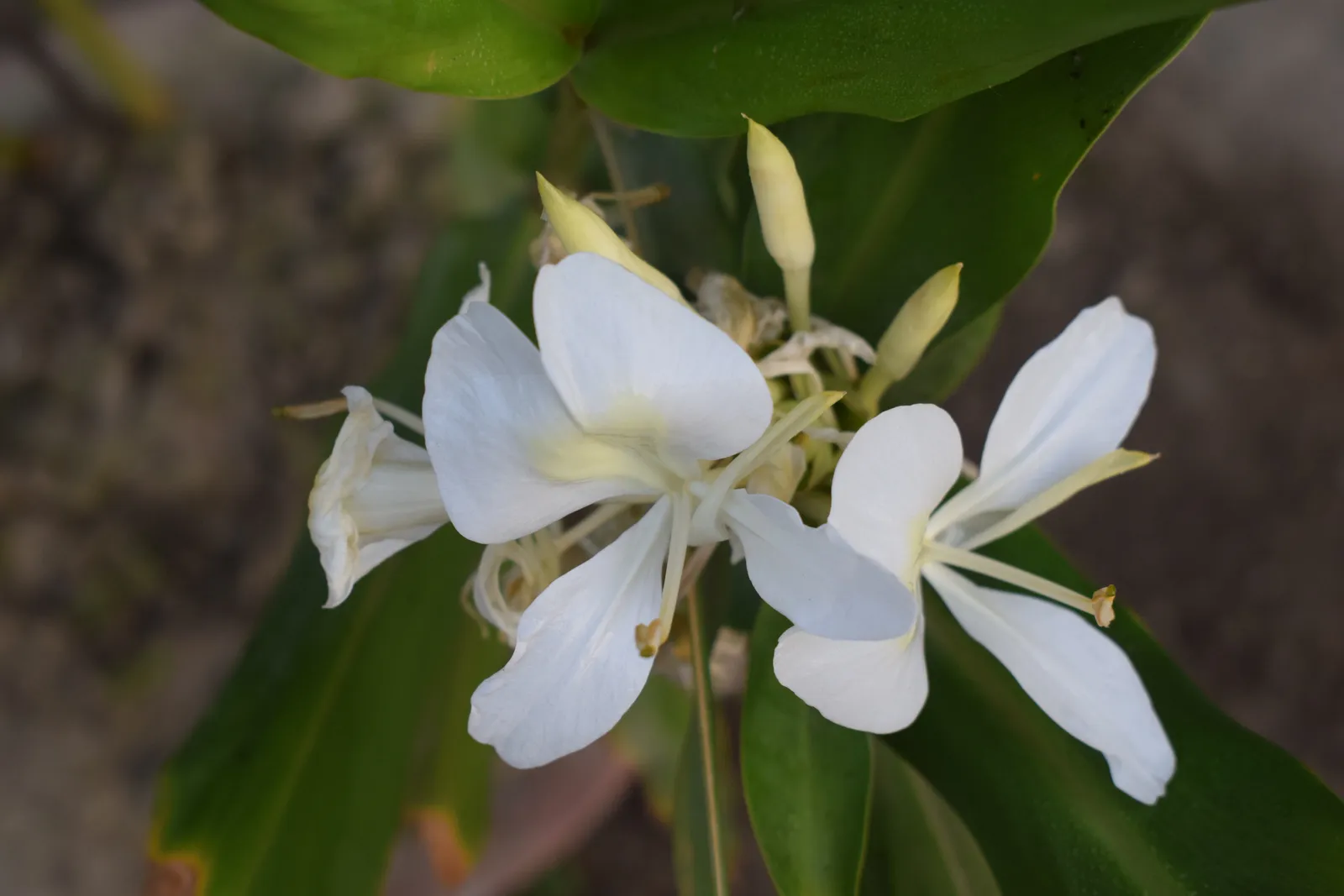 Hedychium Coronarium Garden plant in natural habitat - complete guide