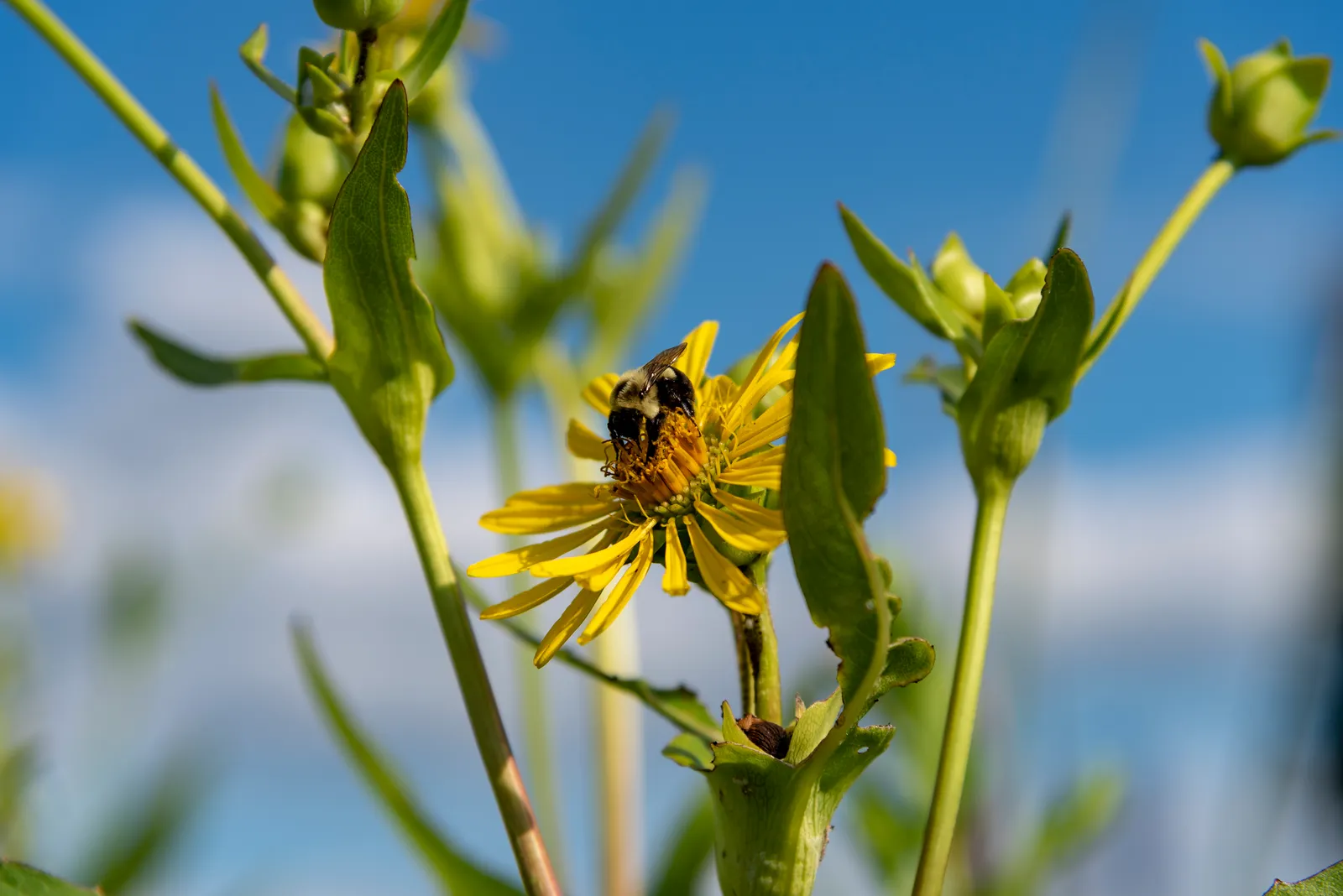 Heliopsis Helianthoides plant in natural habitat - complete guide