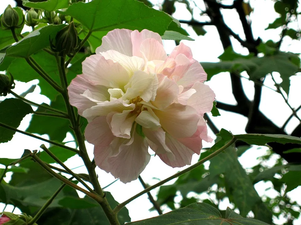 Hibiscus Mutabilis Med plant in natural habitat - complete guide