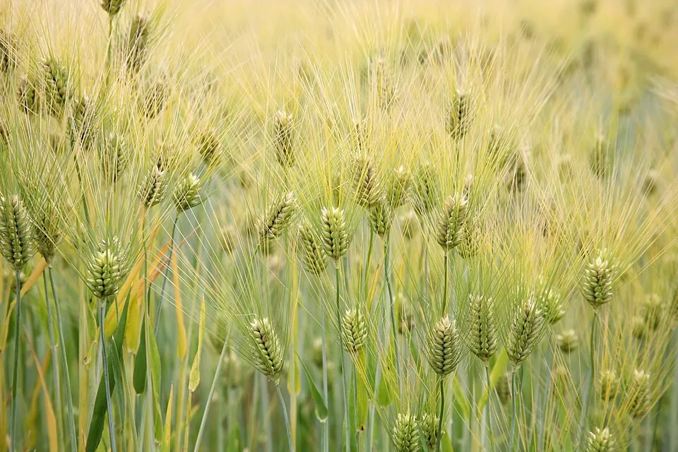 Barley Grass plant in natural habitat - complete guide