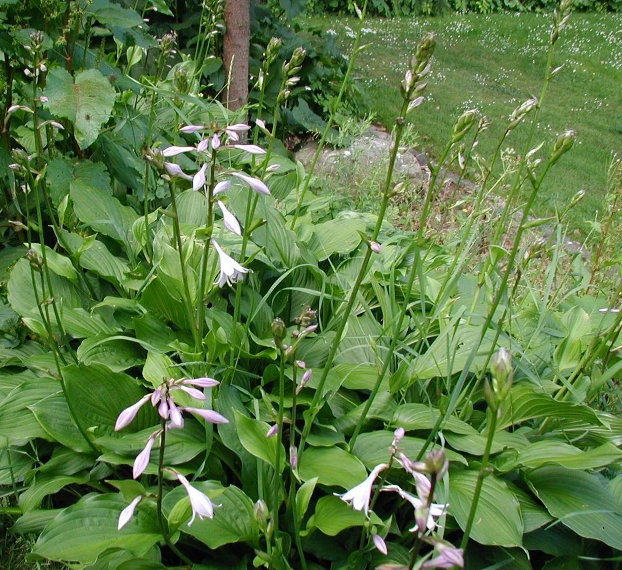 Hosta plant in natural habitat - complete guide
