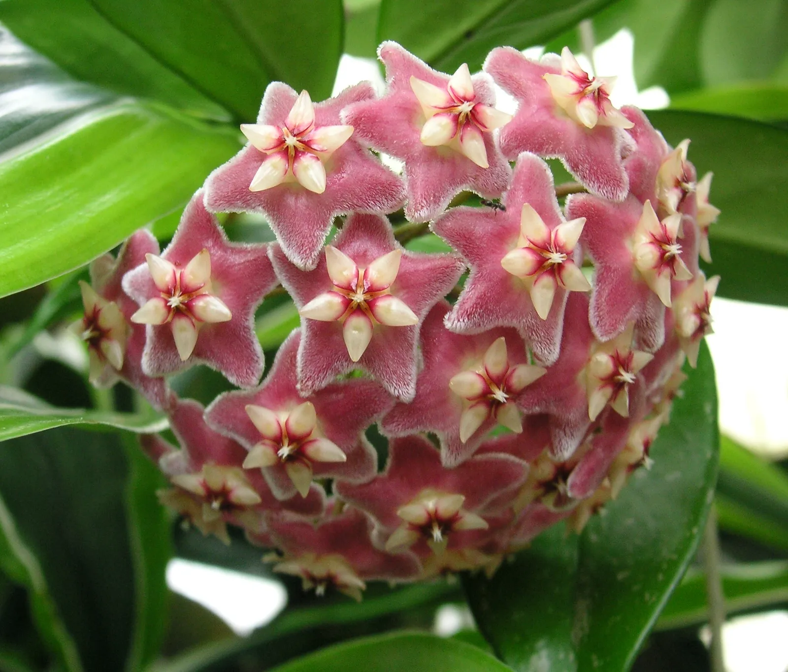Hoya Pubicalyx plant in natural habitat - complete guide