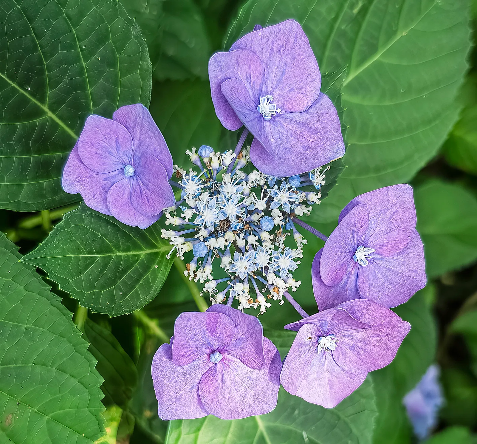 Hydrangea Garden plant in natural habitat - complete guide