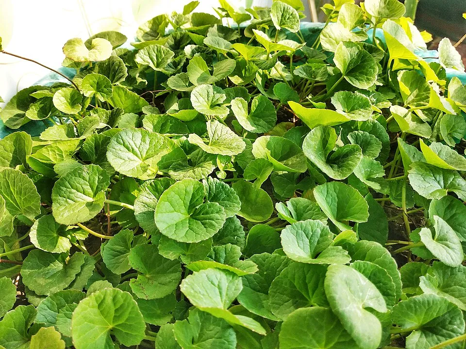 Pennywort plant in natural habitat - complete guide