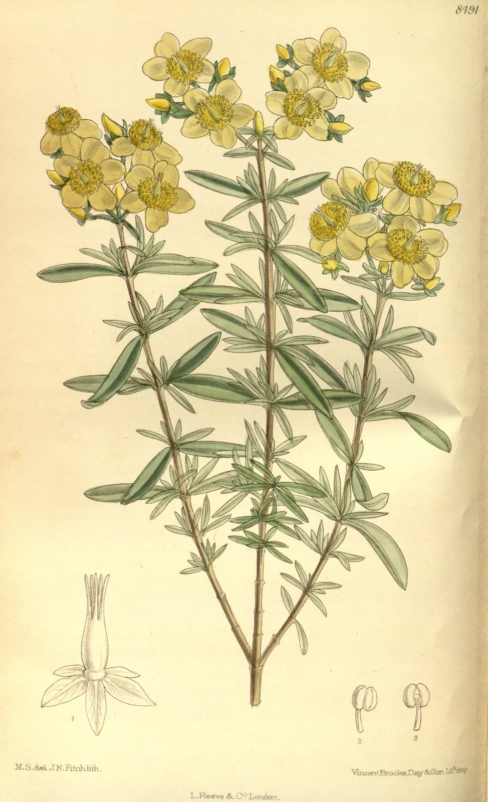 Hypericum Kalmianum plant in natural habitat - complete guide