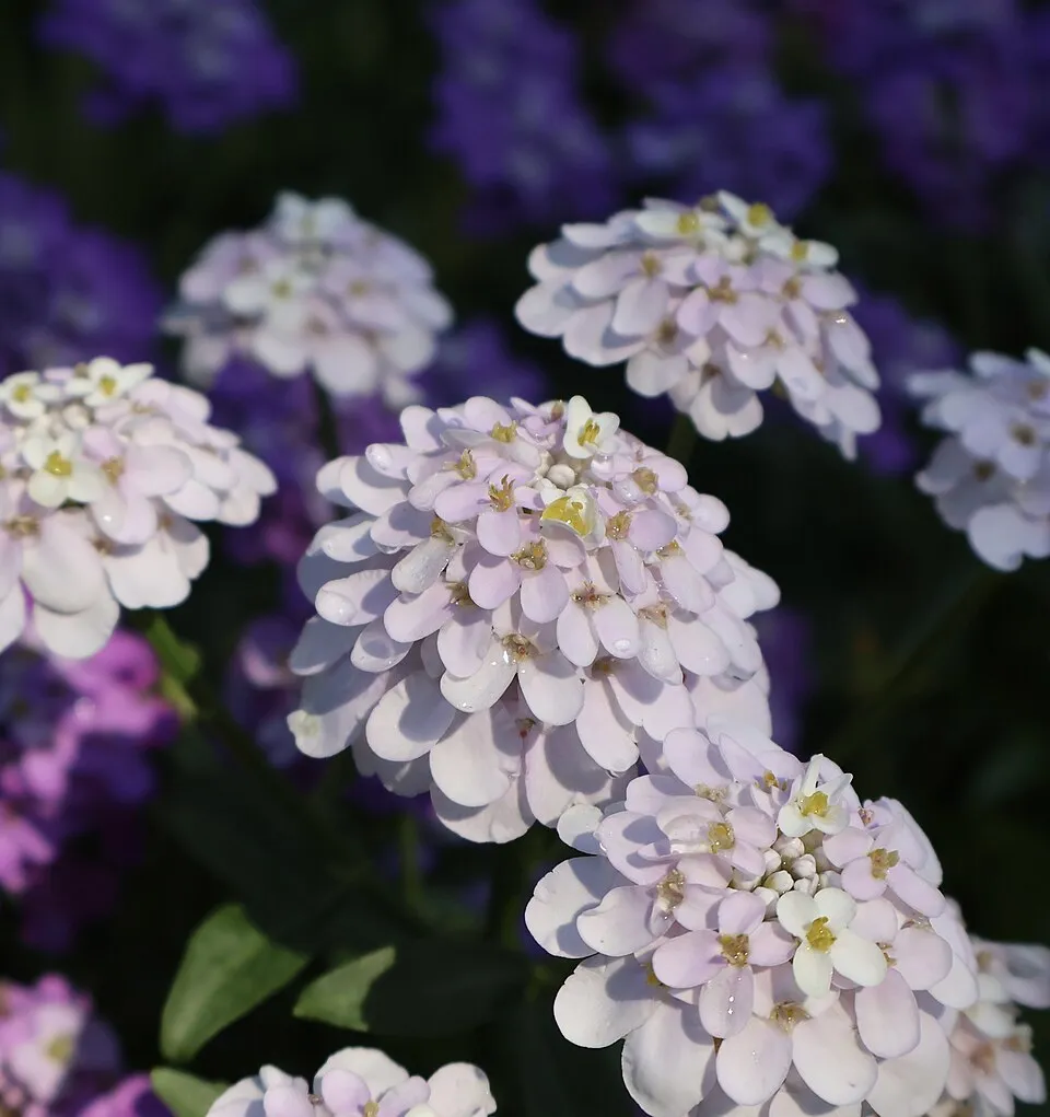 Candytuft plant in natural habitat - complete guide