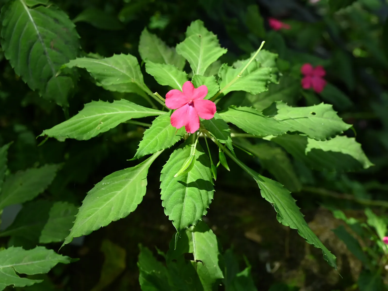 Impatiens Walleriana plant in natural habitat - complete guide