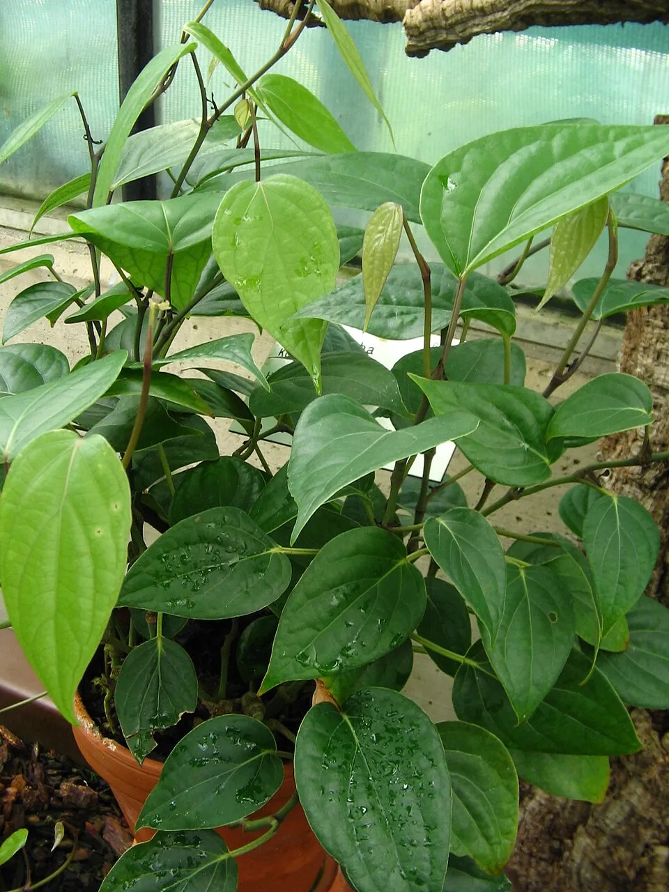 Kababchini plant in natural habitat - complete guide