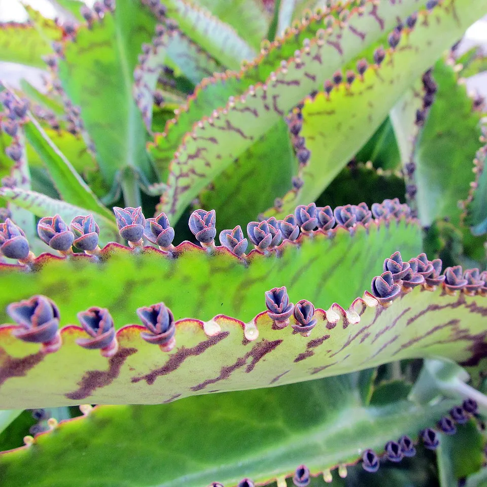 Kalanchoe Daigremontiana plant in natural habitat - complete guide