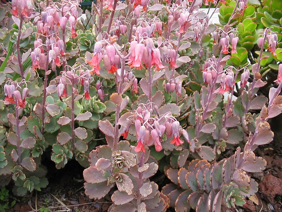 Kalanchoe Fedtschenkoi plant in natural habitat - complete guide