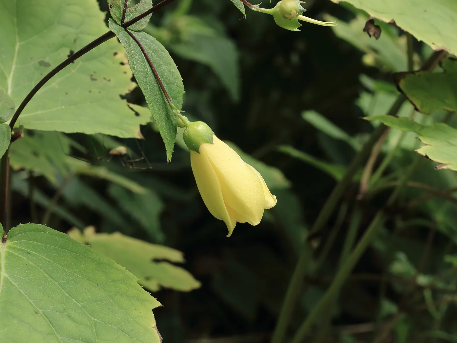 Kirengeshoma Palmata plant in natural habitat - complete guide