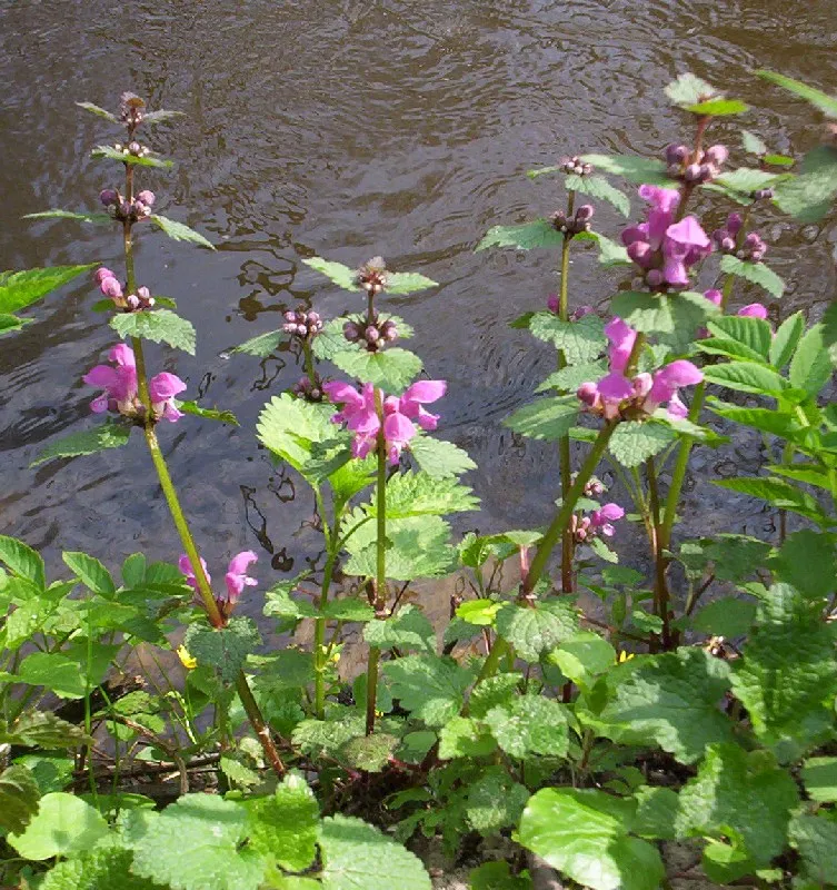 Lamium plant in natural habitat - complete guide