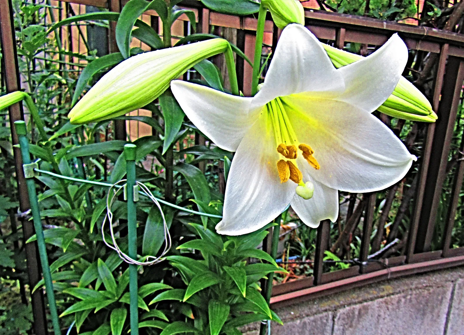 Lilium Longiflorum plant in natural habitat - complete guide