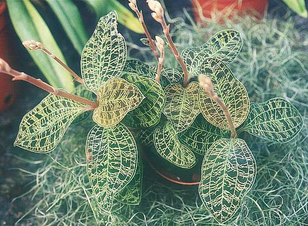 Macodes Petola plant in natural habitat - complete guide