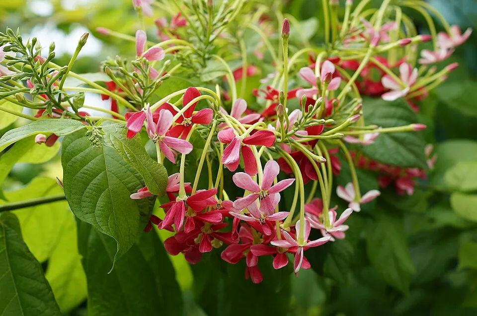 Madhumalati plant in natural habitat - complete guide