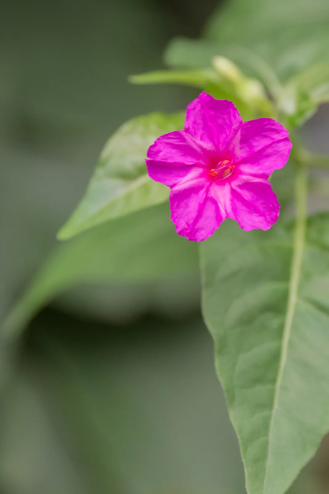 Mirabilis Jalapa plant in natural habitat - complete guide