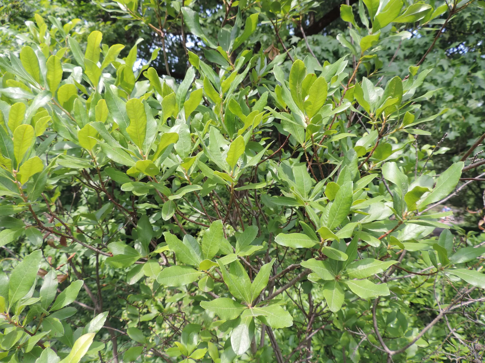 Morella Pensylvanica plant in natural habitat - complete guide