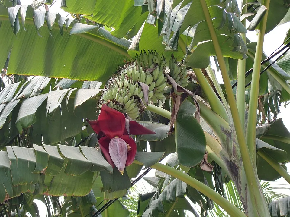 Banana Plant Indoor plant in natural habitat - complete guide