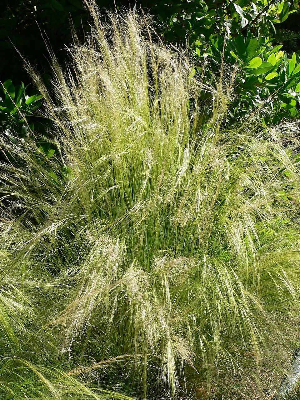 Nassella Tenuissima plant in natural habitat - complete guide