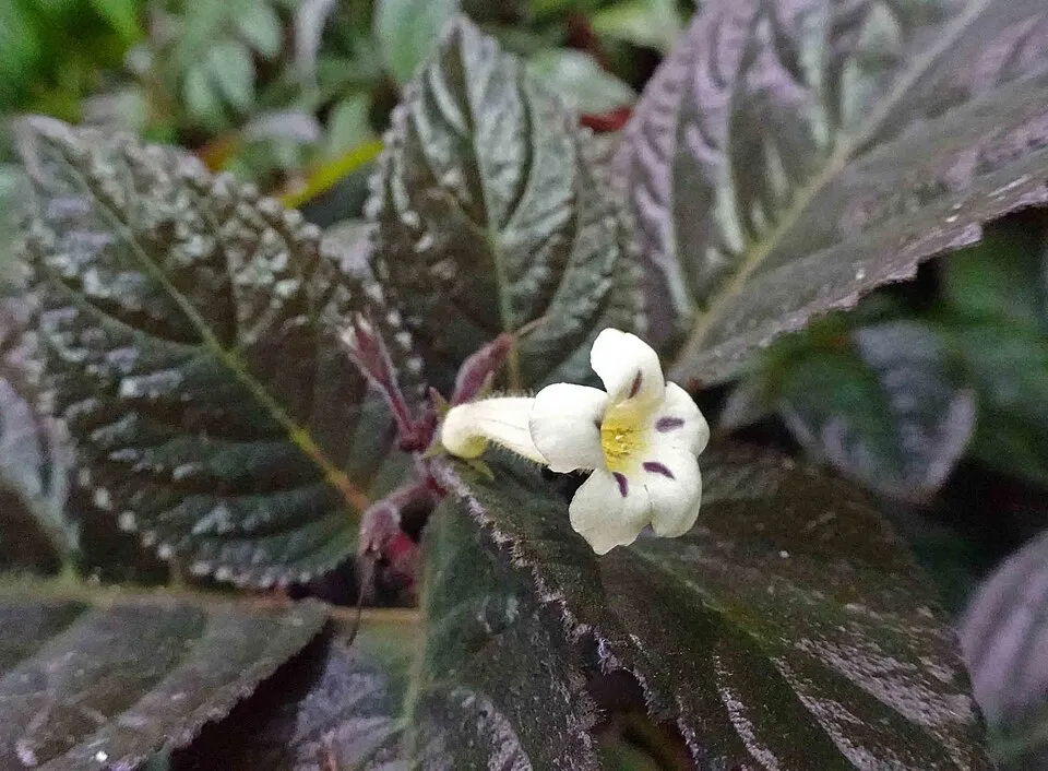 Nautilocalyx plant in natural habitat - complete guide
