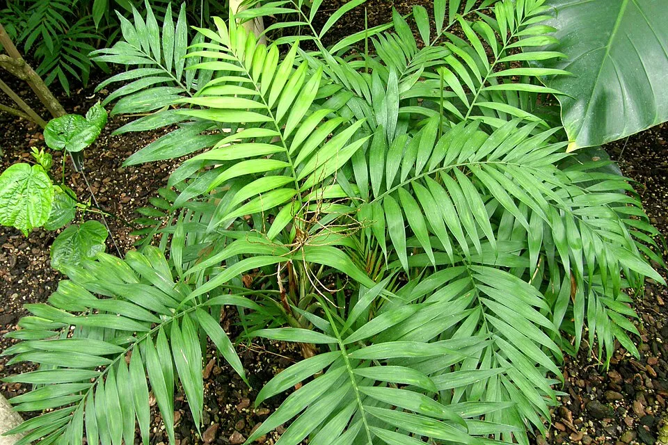 Neanthe Bella Palm plant in natural habitat - complete guide