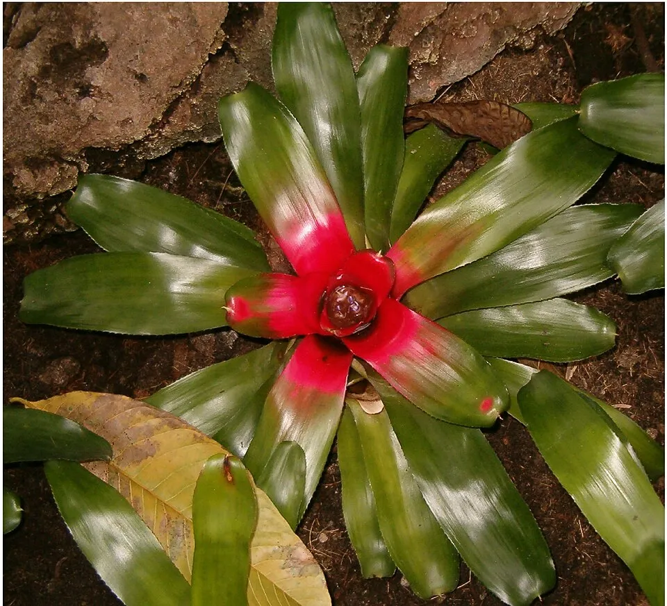 Bromeliad Neoregelia plant in natural habitat - complete guide