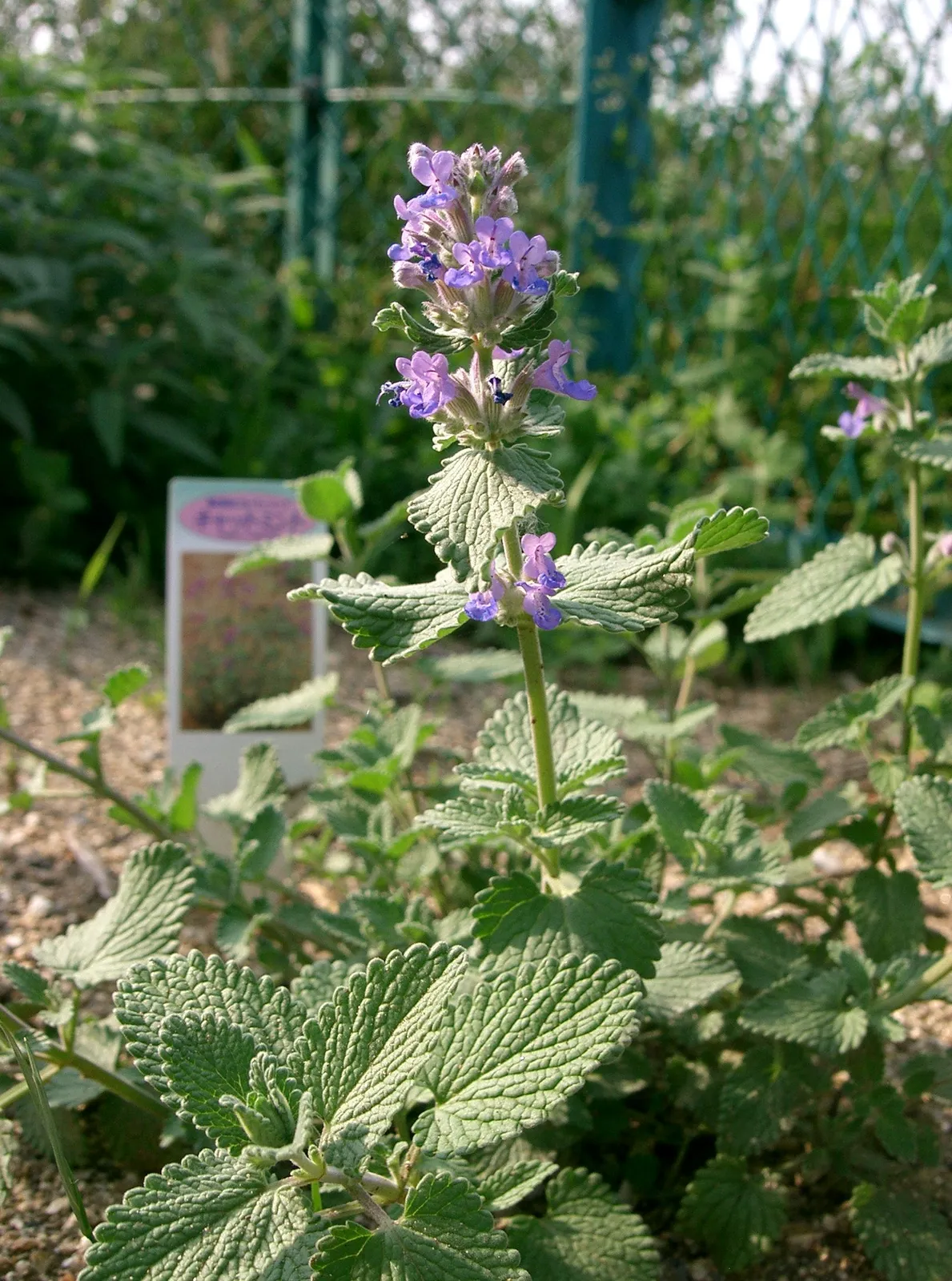 Nepeta Faassenii plant in natural habitat - complete guide