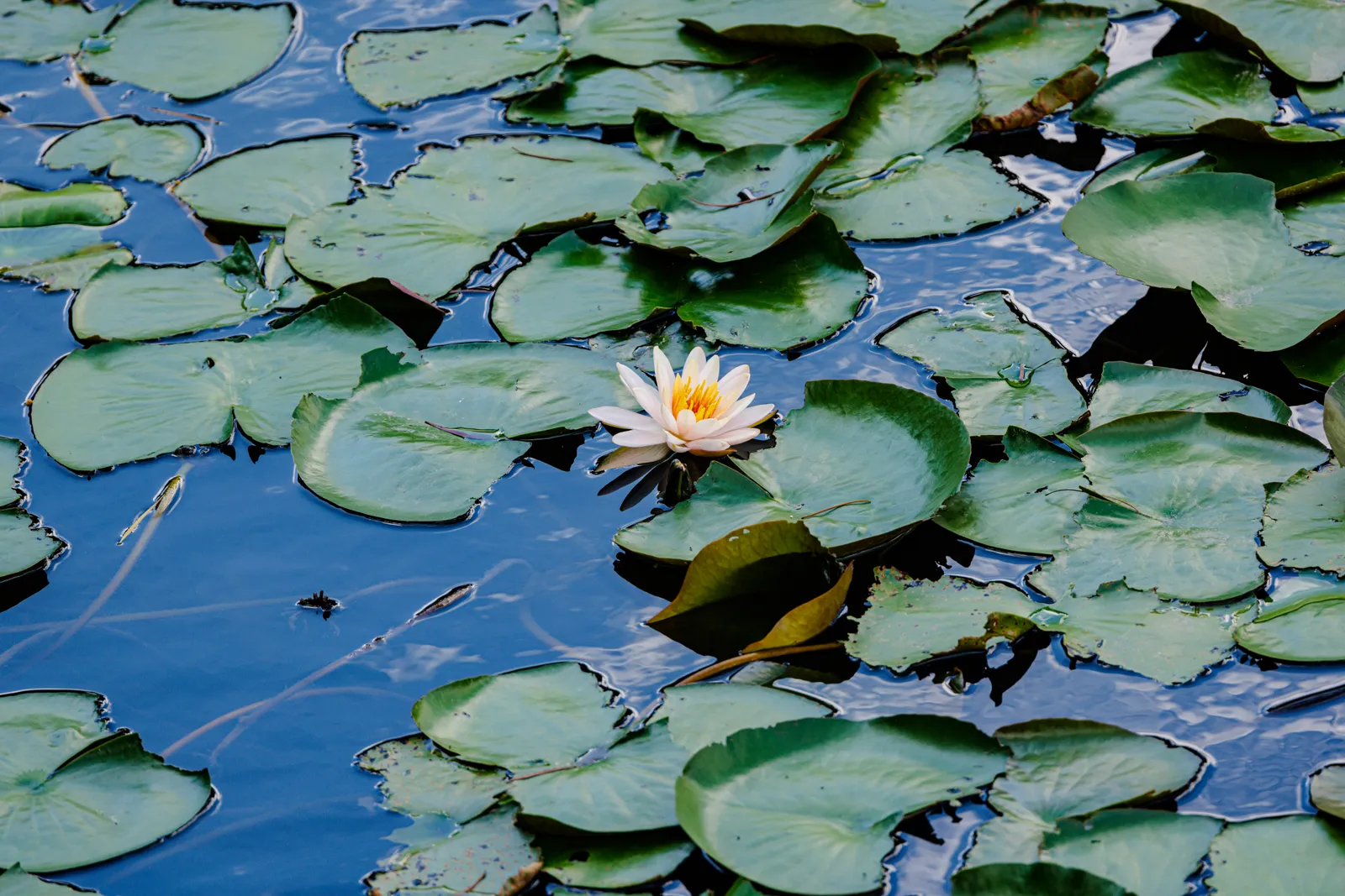 Nymphaea Garden plant in natural habitat - complete guide