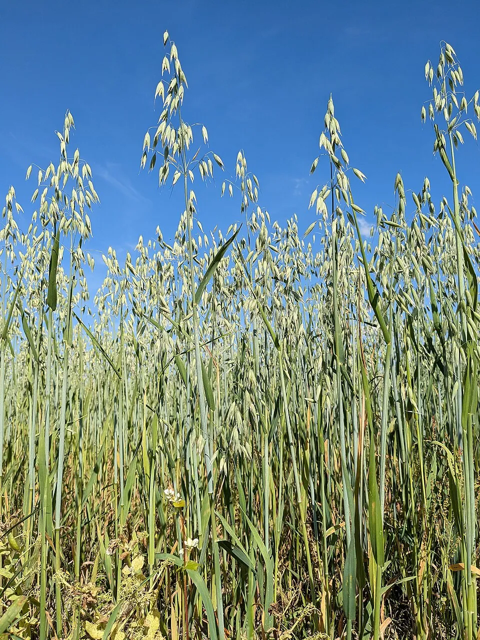 Oat Straw plant in natural habitat - complete guide