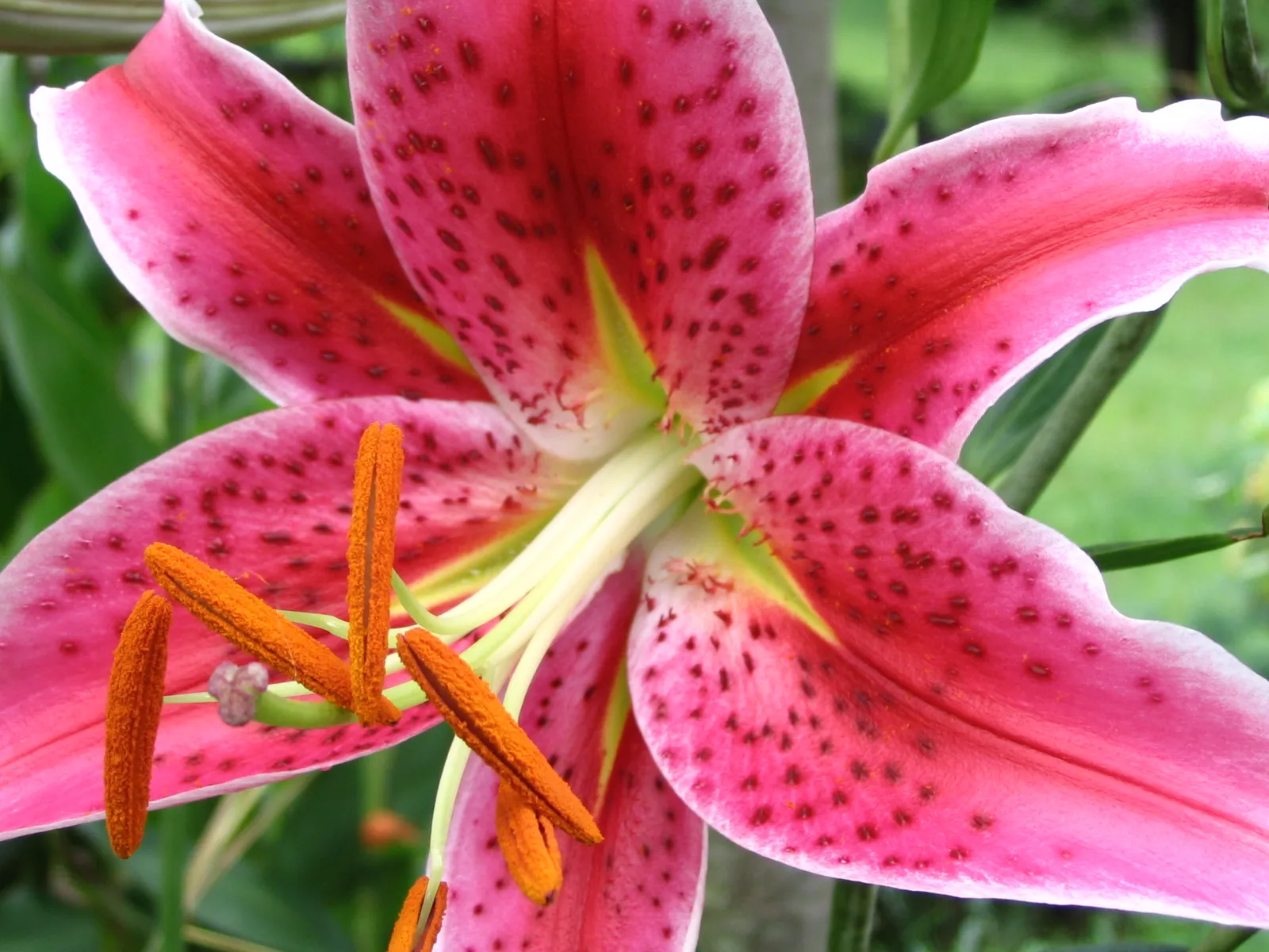 Lily plant in natural habitat - complete guide