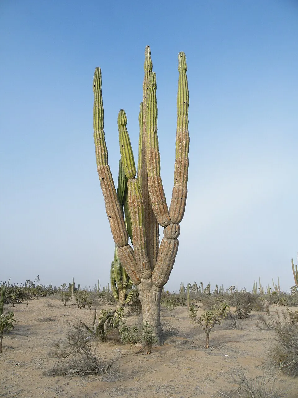Pachycereus plant in natural habitat - complete guide