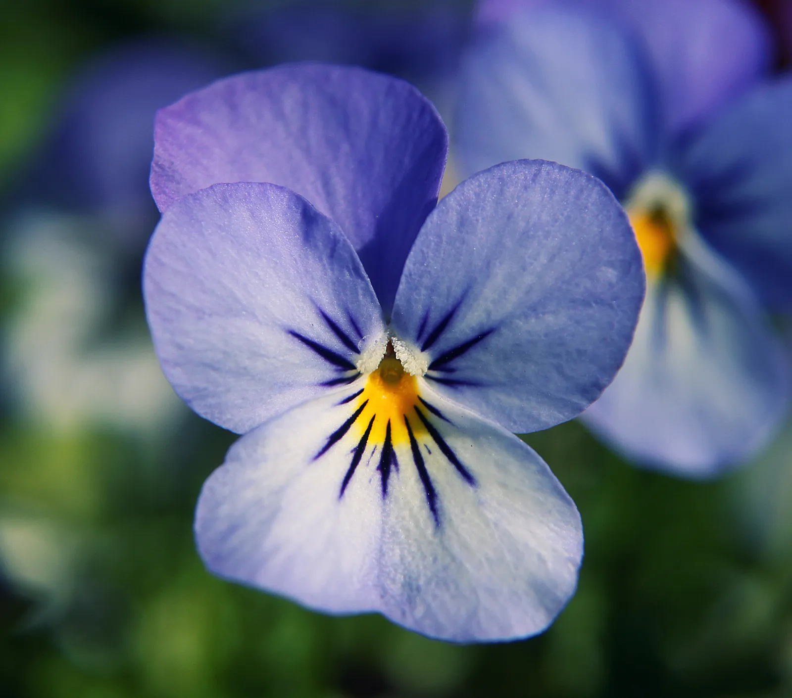 Pansy plant in natural habitat - complete guide