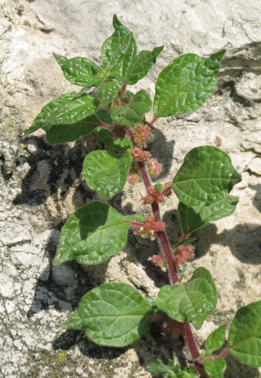 Pellitory plant in natural habitat - complete guide