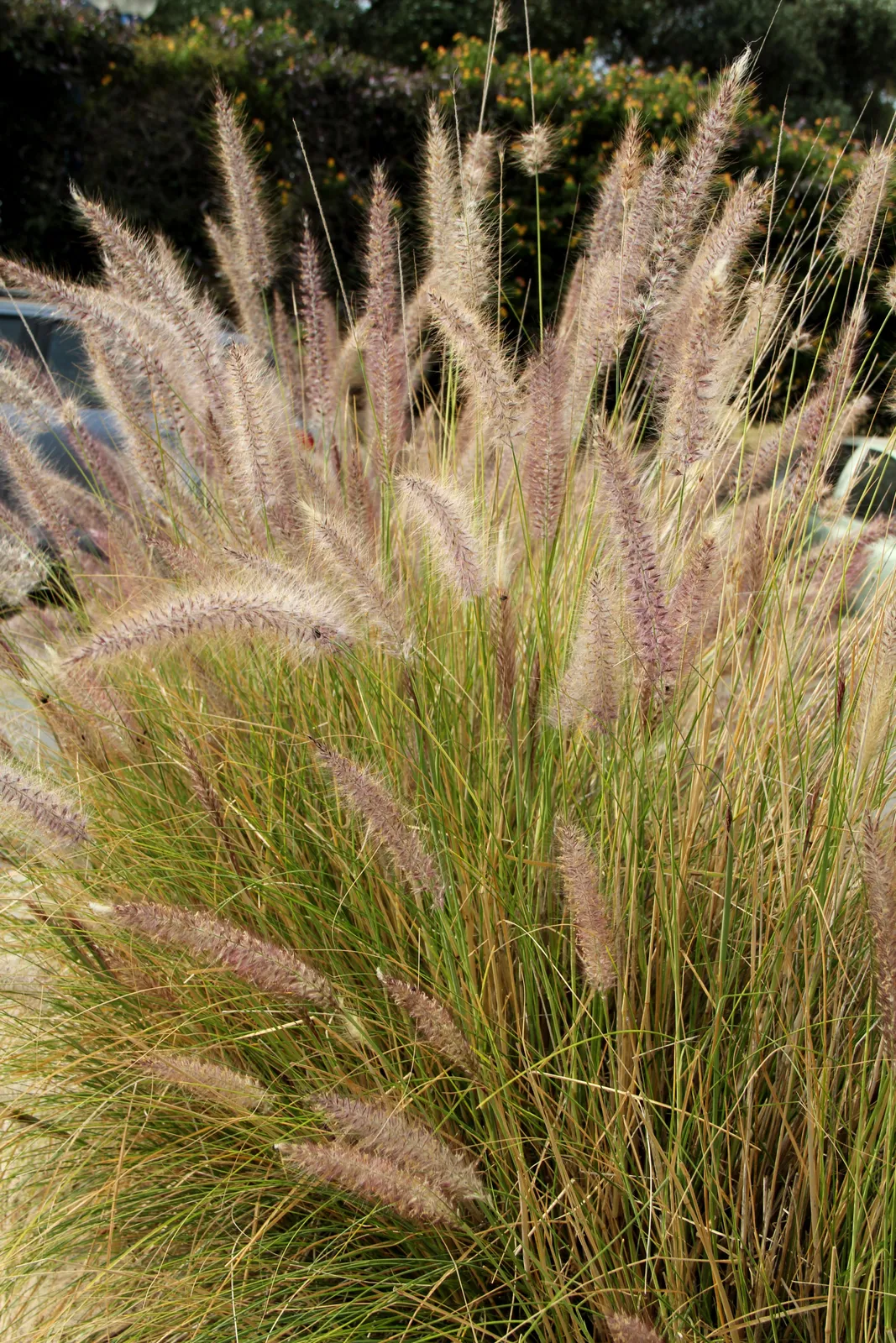 Ornamental Grass Fountain plant in natural habitat - complete guide