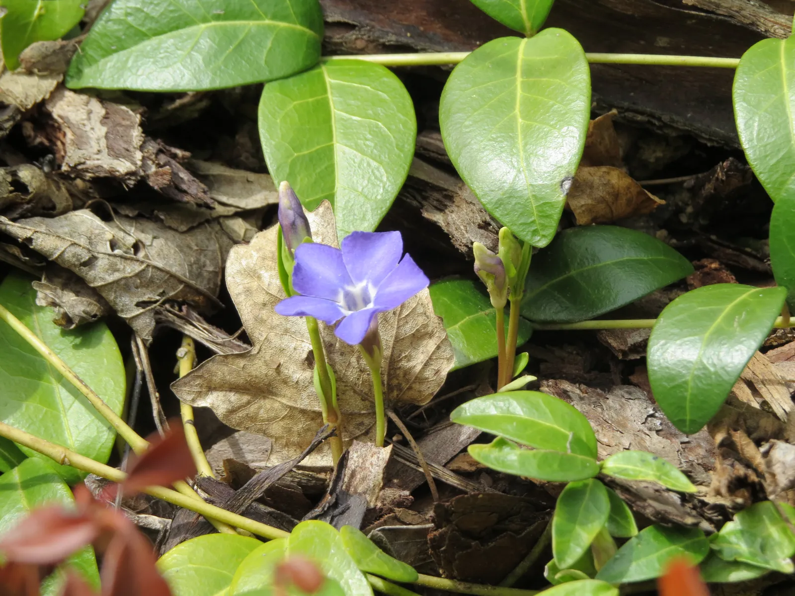 Periwinkle plant in natural habitat - complete guide