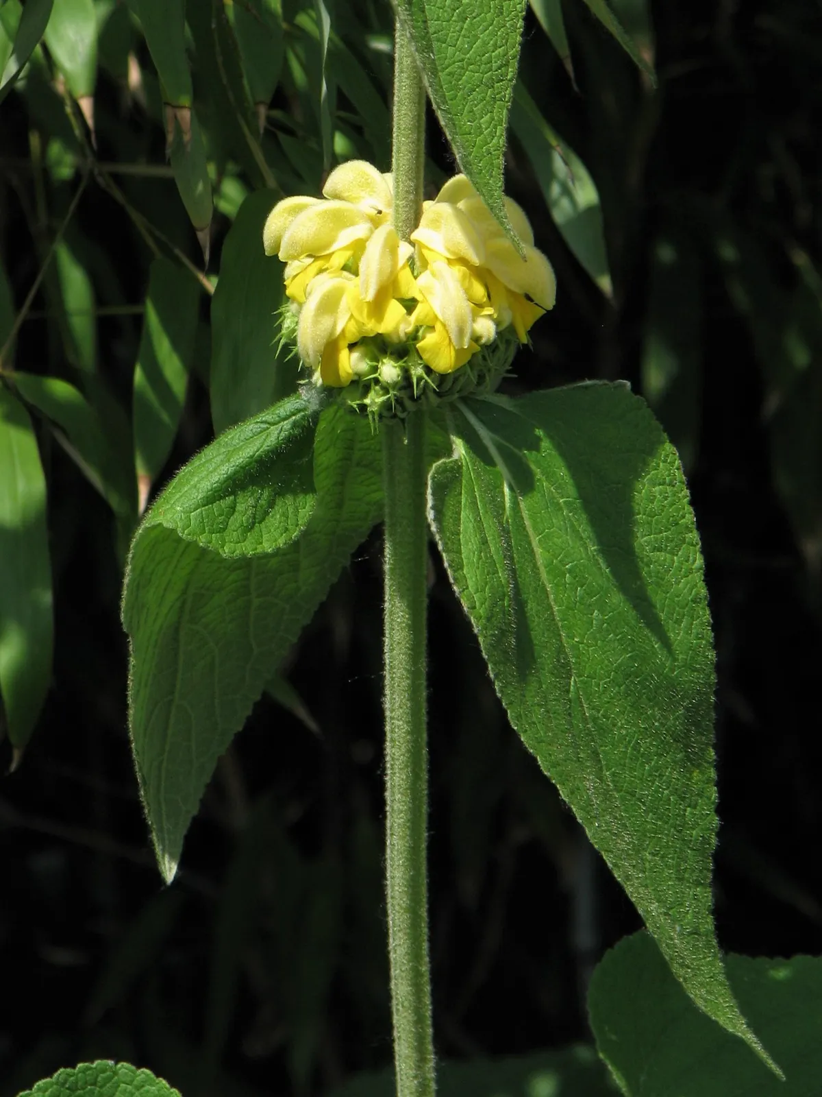 Phlomis Russeliana plant in natural habitat - complete guide