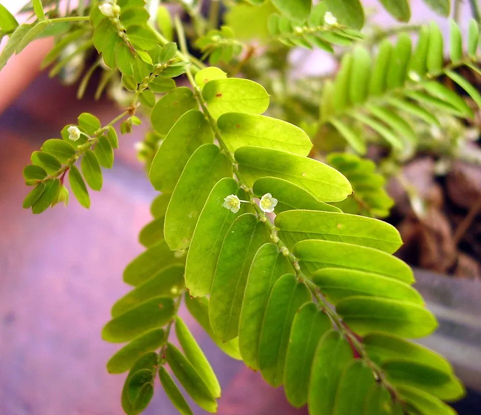 Bhumi Amla plant in natural habitat - complete guide
