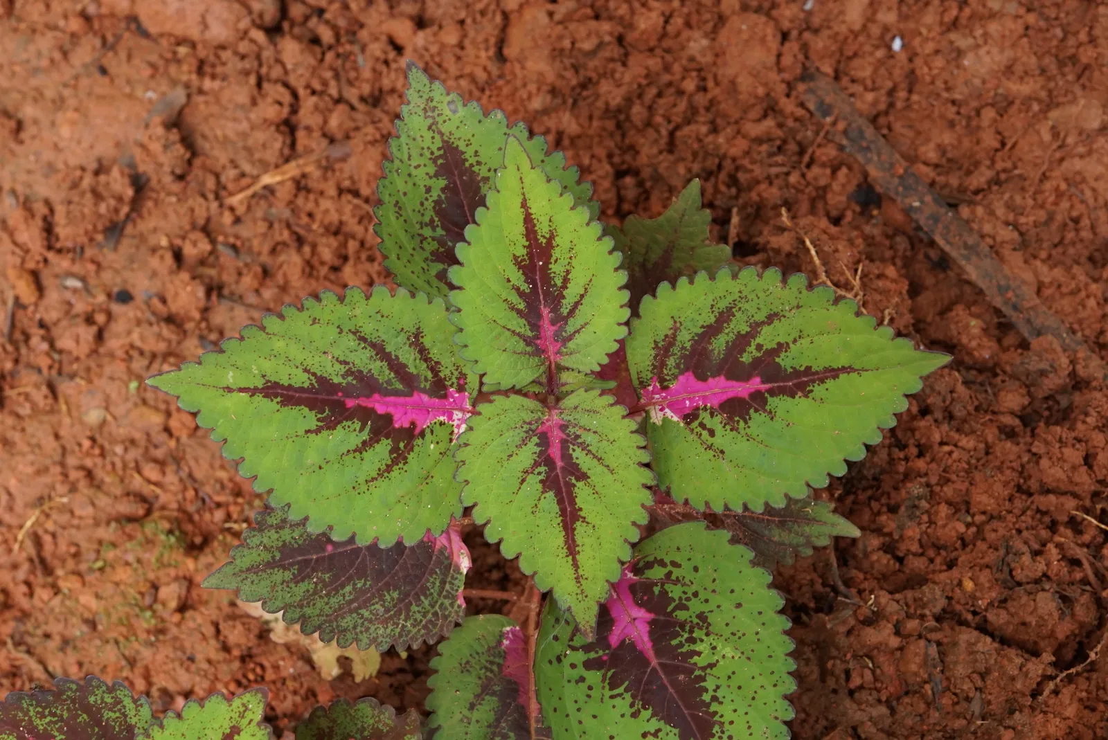 Plectranthus plant in natural habitat - complete guide