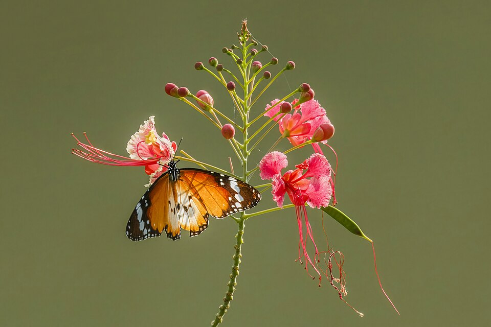 Radhachura plant in natural habitat - complete guide