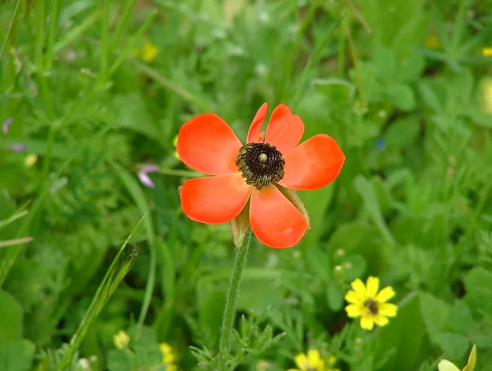 Ranunculus plant in natural habitat - complete guide