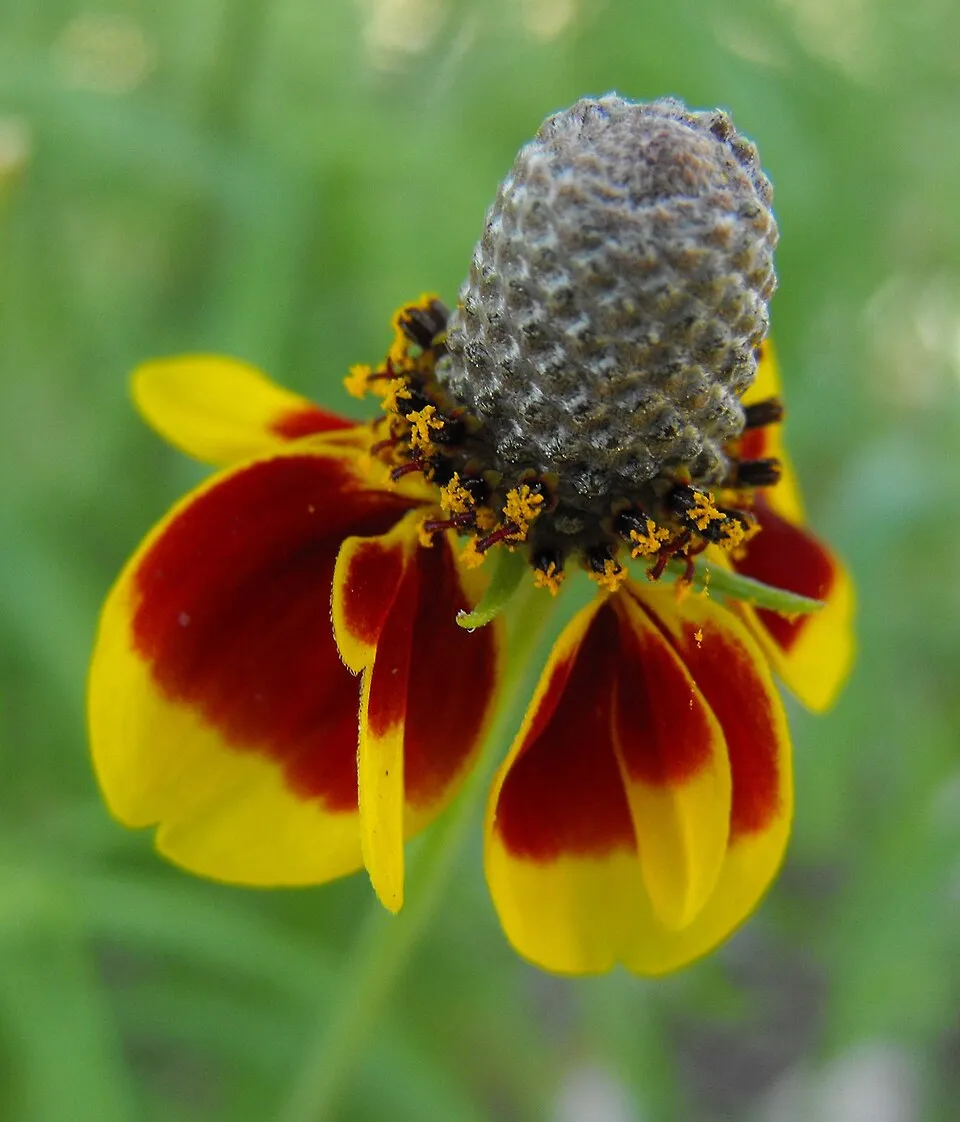 Ratibida plant in natural habitat - complete guide