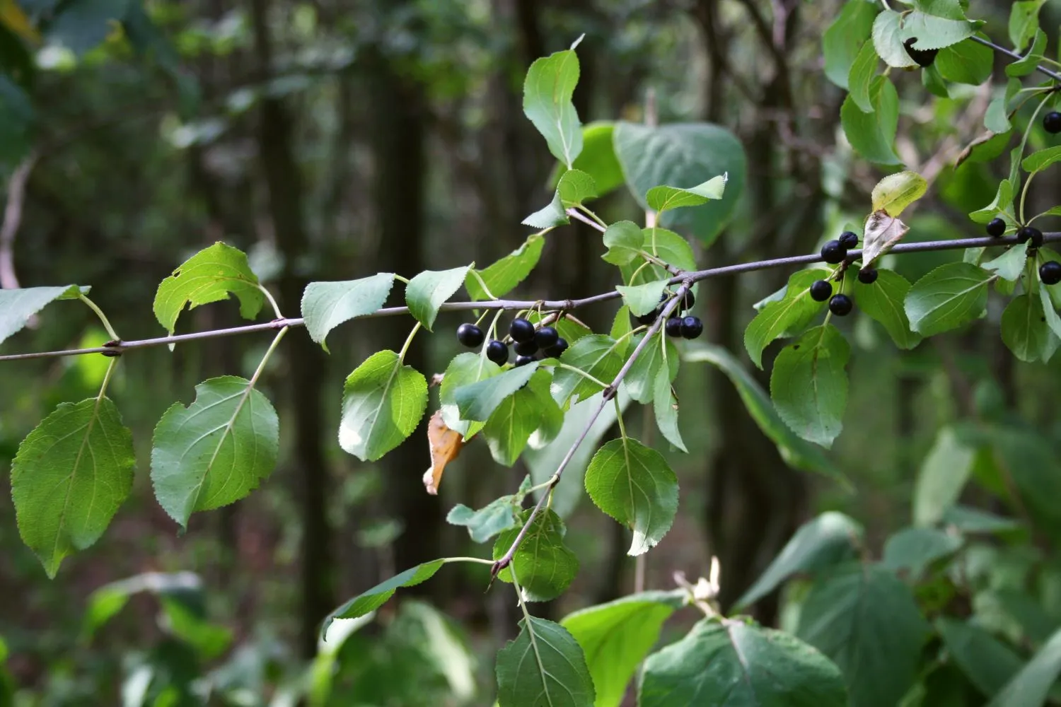 Buckthorn plant in natural habitat - complete guide