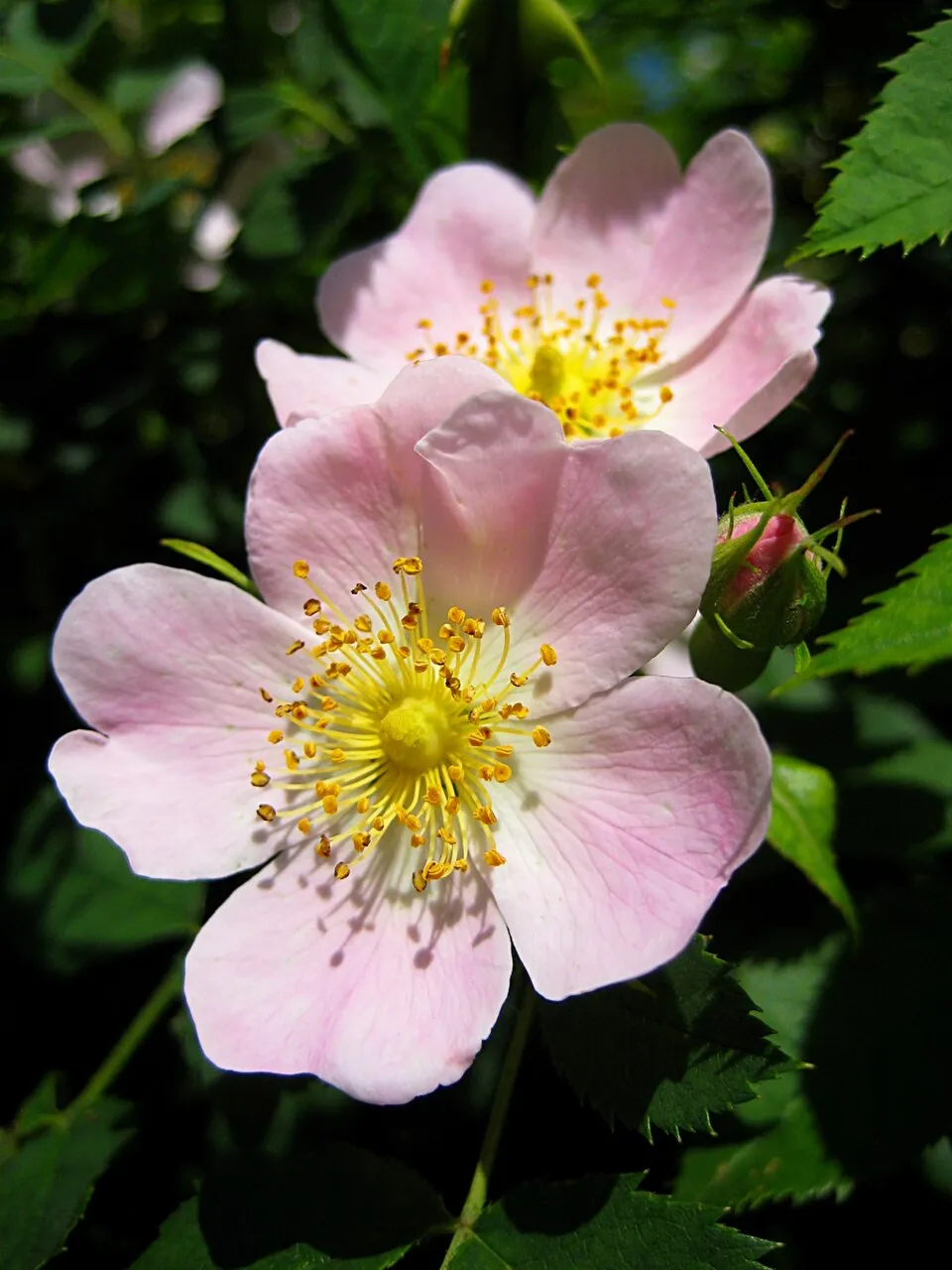 Rose Hip plant in natural habitat - complete guide