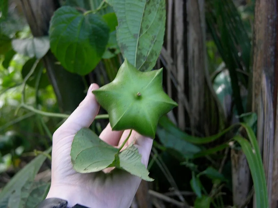 Sacha Inchi plant in natural habitat - complete guide