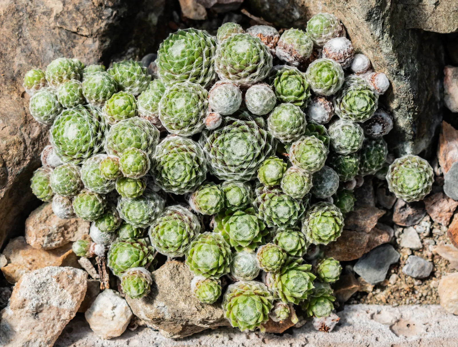 Sempervivum Garden plant in natural habitat - complete guide