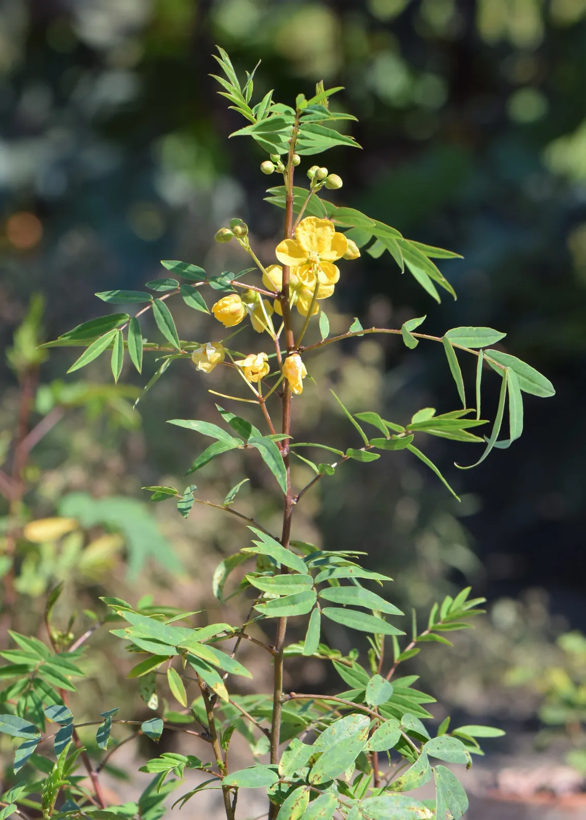 Senna plant in natural habitat - complete guide